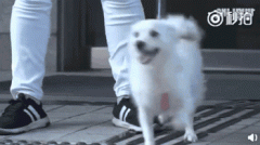 狗，真是人類最好的朋友嗎？