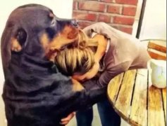 關于狗子，你不知道的秘密