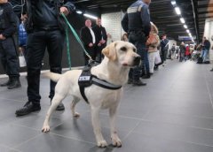 盲人的眼睛，路上碰見了導盲犬該如何做？ 華興