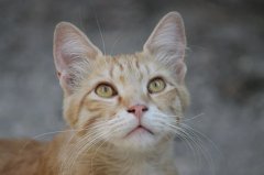 流浪貓可以帶回家養嗎？怎么把流浪貓帶回家養？