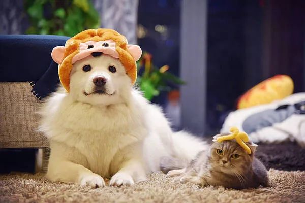 過年啦，家里的貓貓狗狗你是怎么安排的呢？快來看看