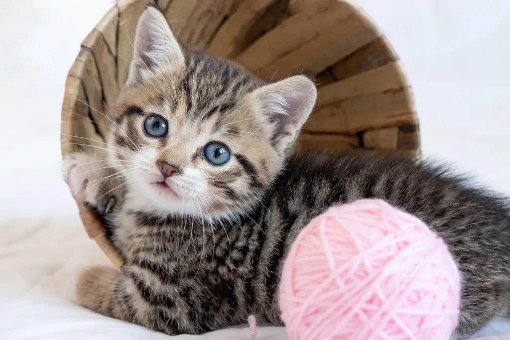 公貓和母貓的區別，你知道幾個？